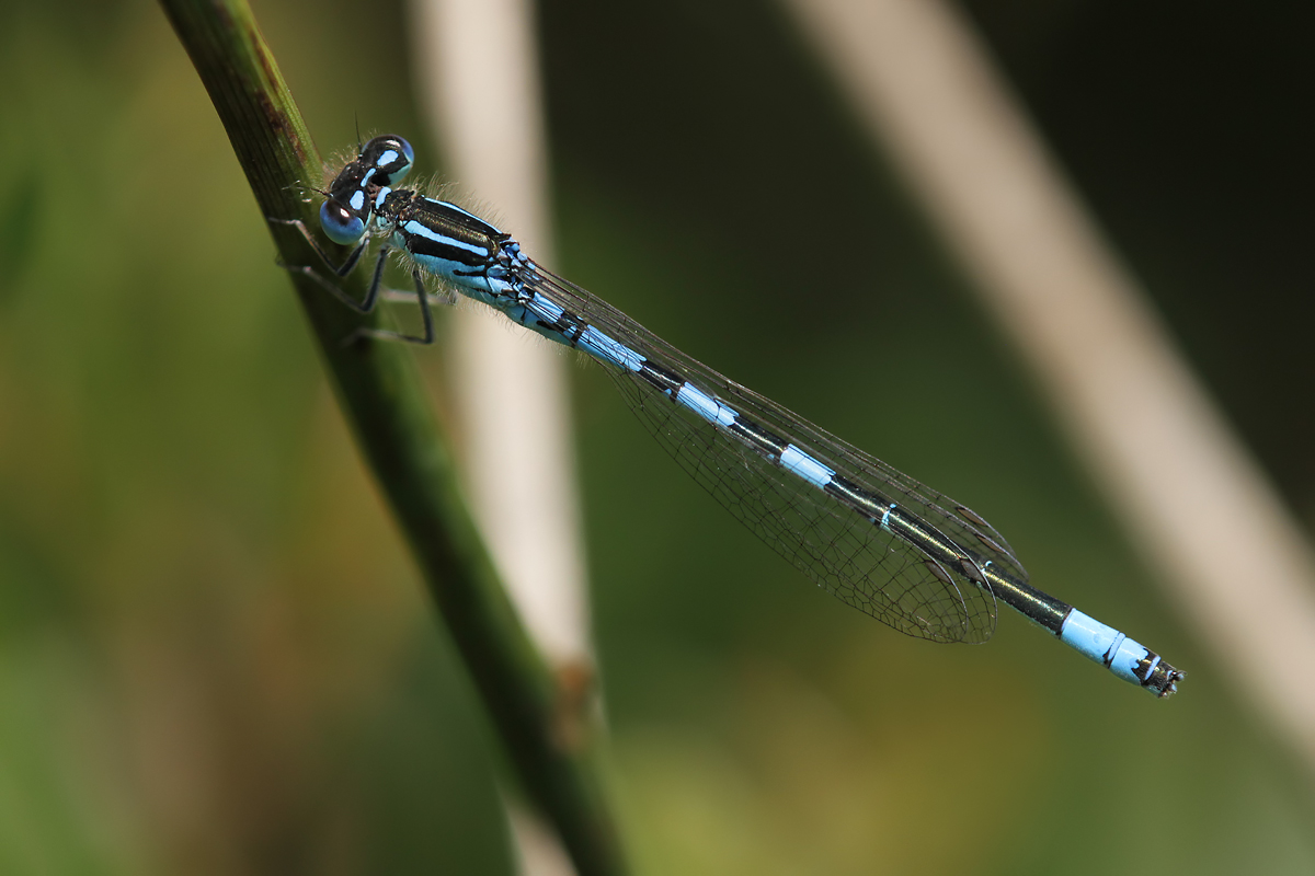 Coenagrion_scitulum_m_jung_IMG_3097.jpg