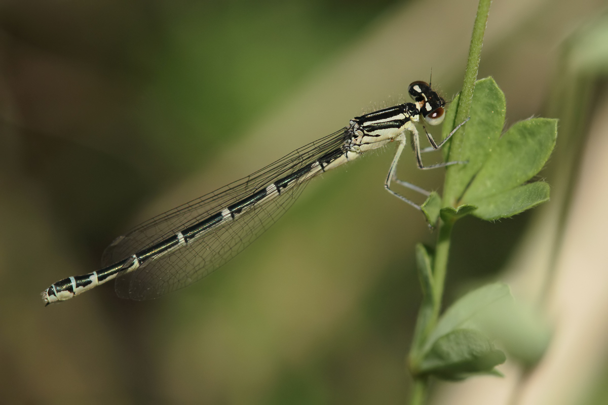 Coenagrion_scitulum_w_jung_IMG_3105.jpg