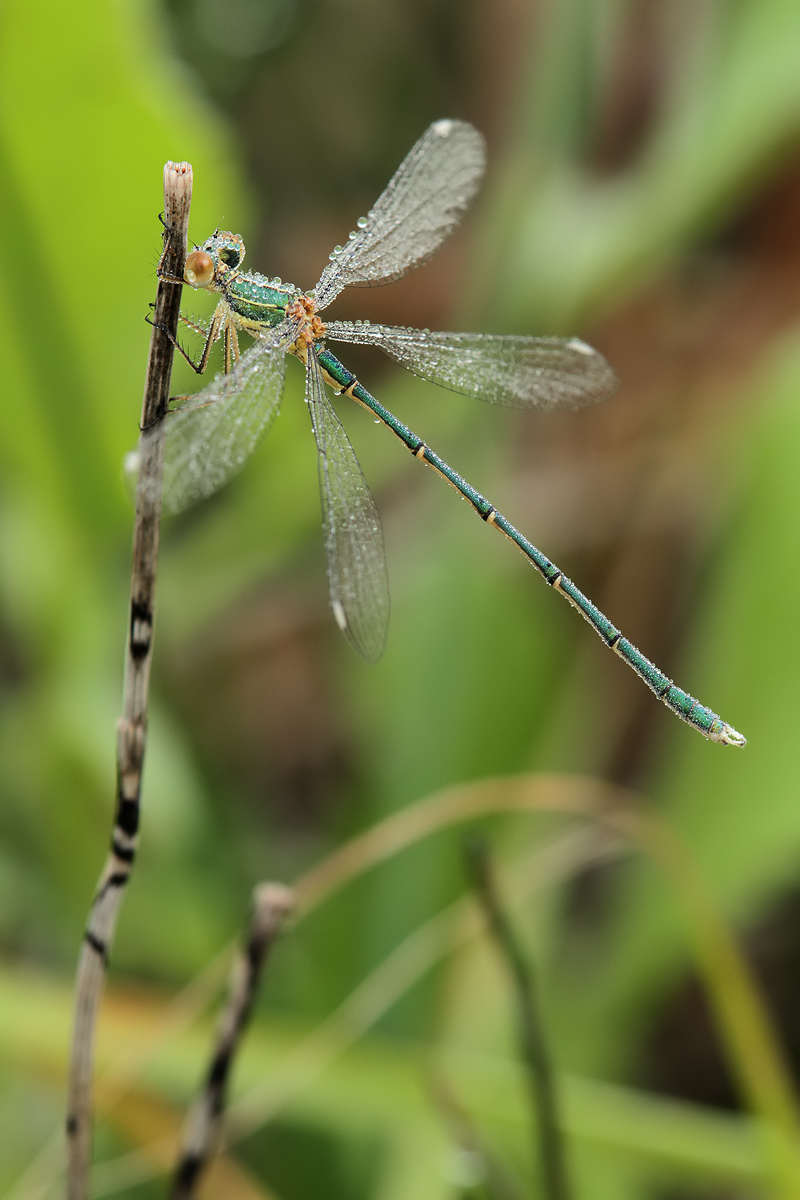 Lestes_viridis_m_IMG_4202.jpg