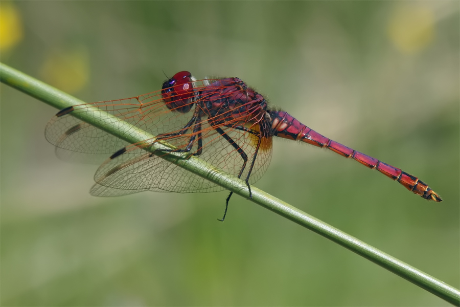 trithemis_annulata_1_954.jpg