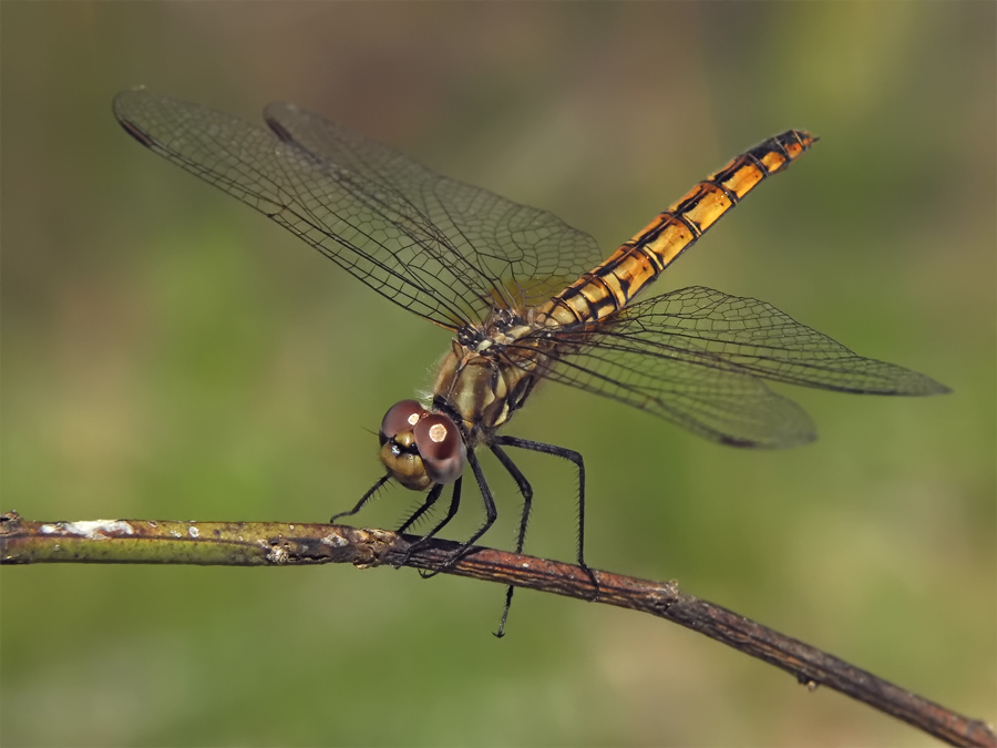 trithemis_annulata_2_209.jpg