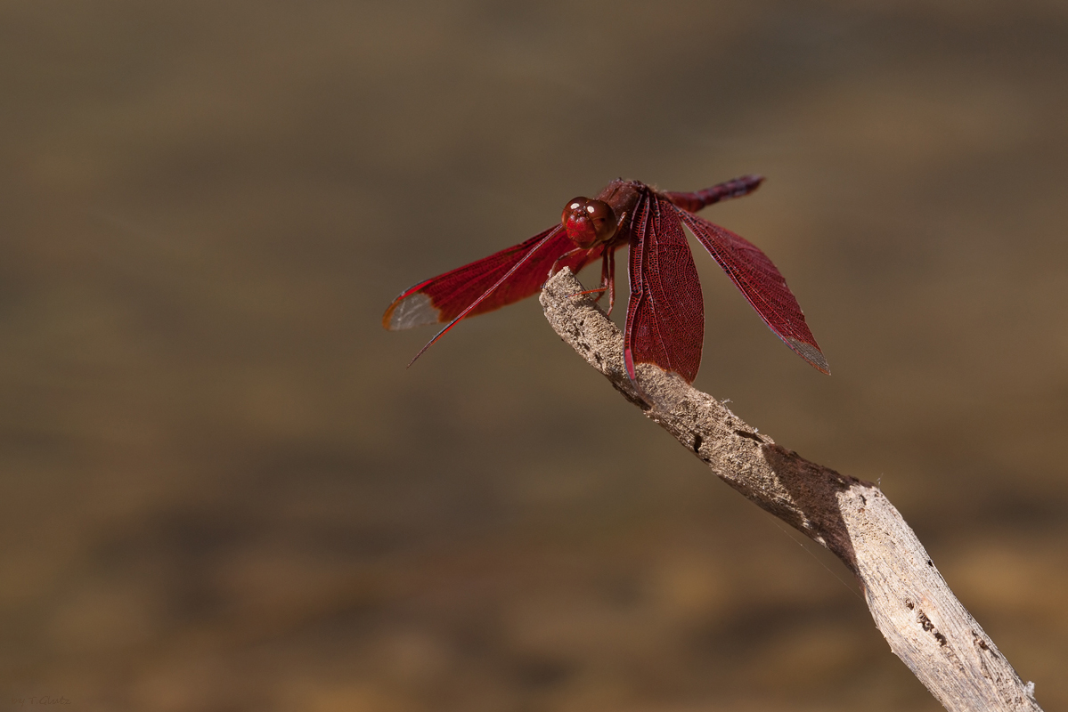 20111230_neurothemis_fulvia_162.jpg