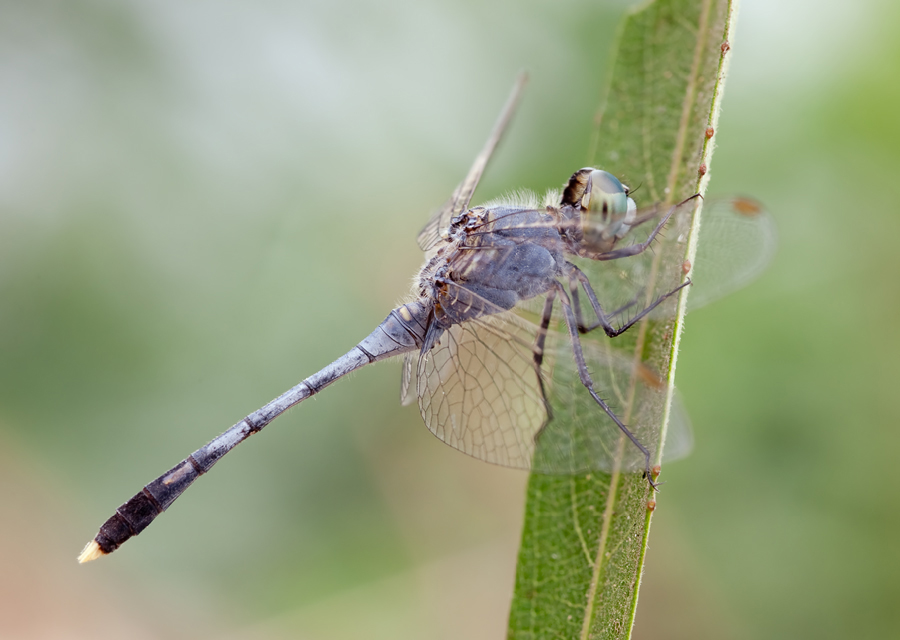 20090309-Laos-diplacodes_trivialis-m-MG_8988.jpg