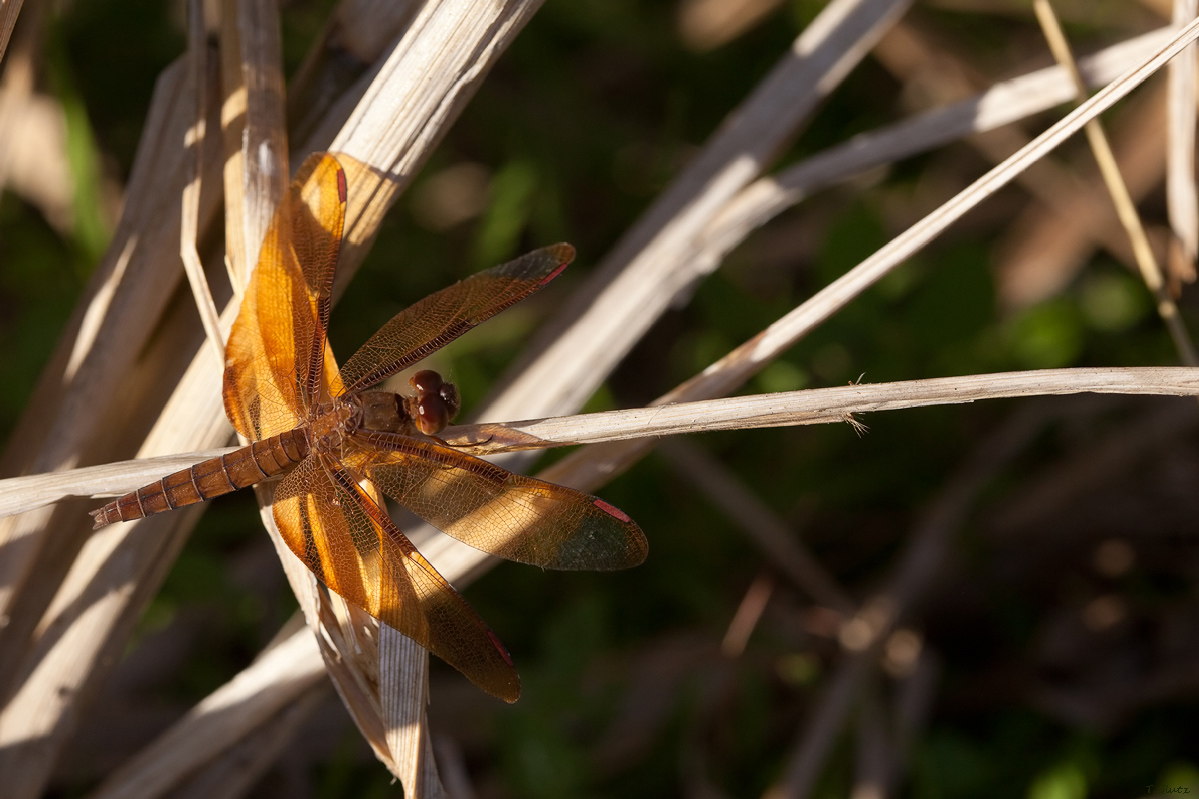 20111218_neurothemis_fulvia_weibchen_211.jpg