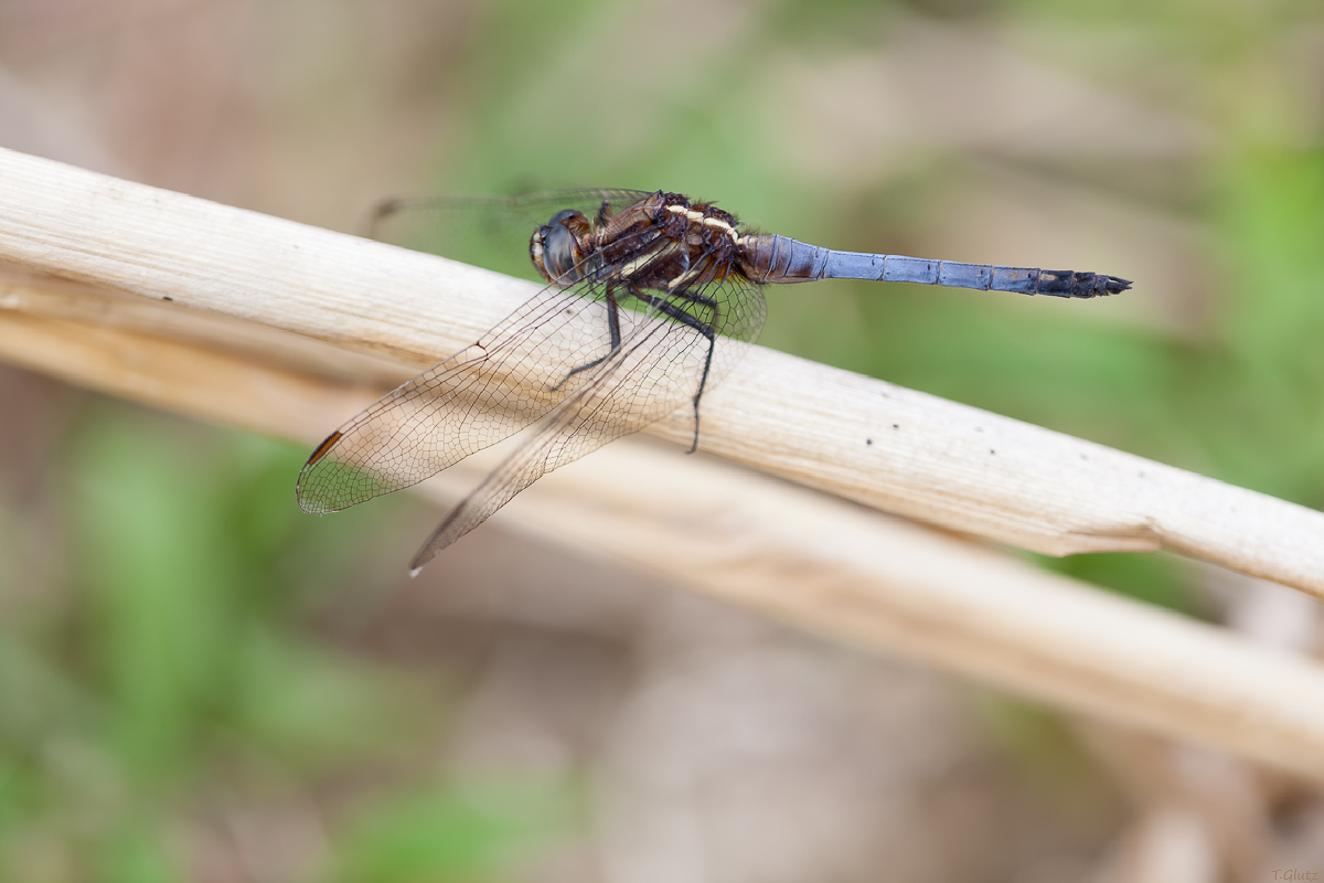 20121223_orthetrum_glaucum_teneral_img_9852_4_103.jpg