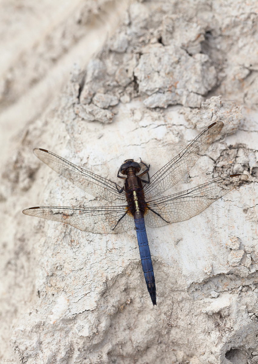 20121223_orthetrum_glaucum_teneral_img_9797_1_801.jpg