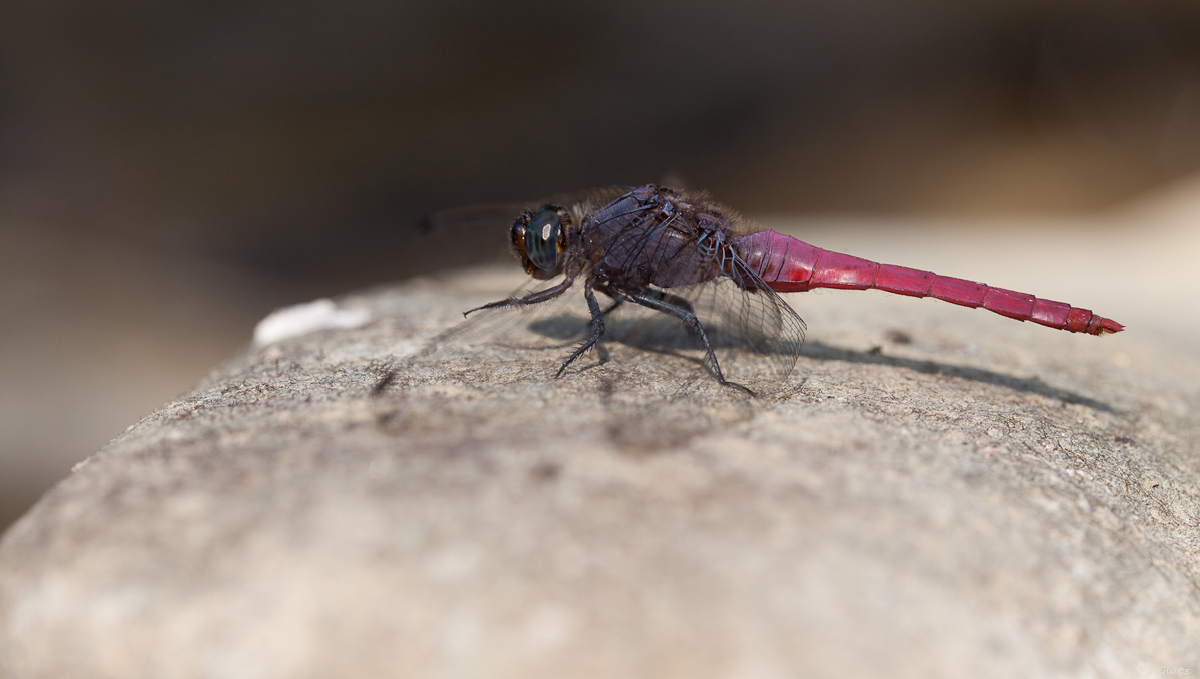 20111220_orthetrum_pruinosum_neglectum_2_173.jpg