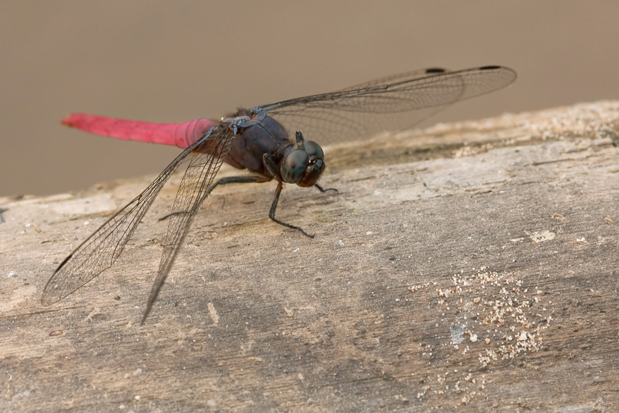 20090307_laos_orthetrum_pruinosum_neglectum_8698_134.jpg