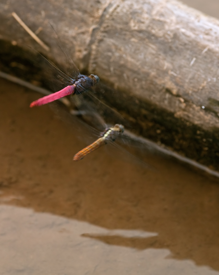 20090307_mg_8686_711.jpg