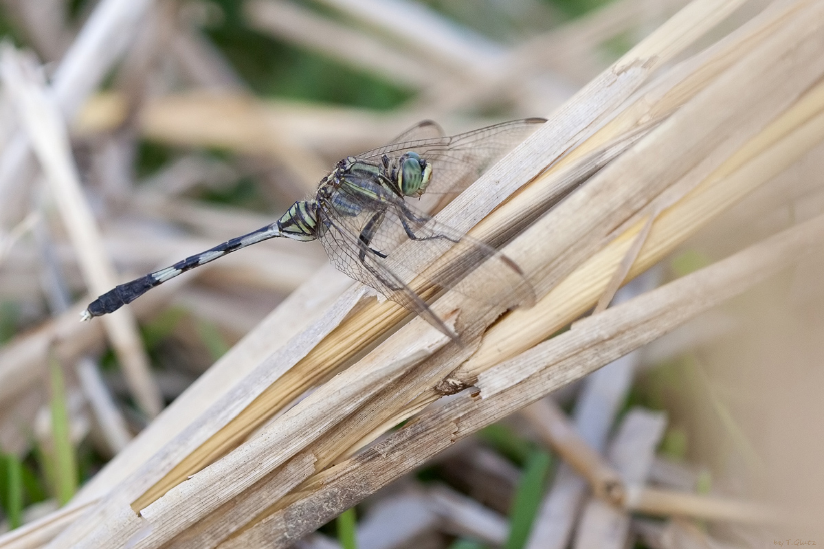 20111229_orthetrum_sabina_197.jpg