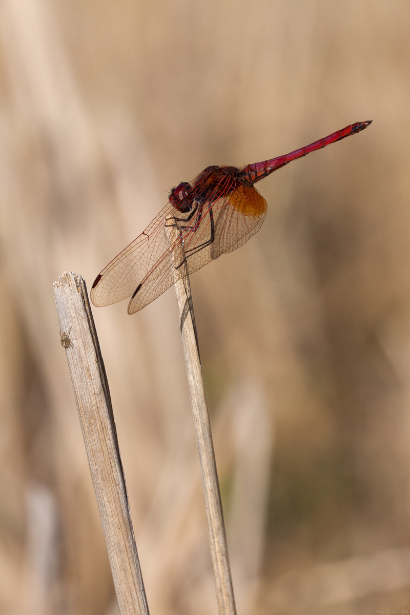 20111218_Trithemis_aurora_122.jpg