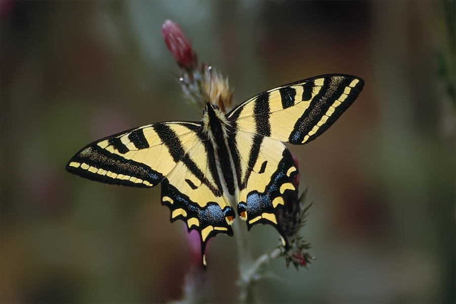 papilio_alexanor_171.jpg