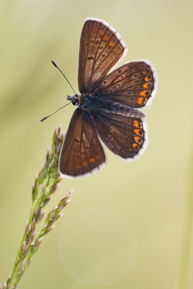 kleiner_sonnenroeschen_blaeuling_aricia_agestis_2_969.jpg