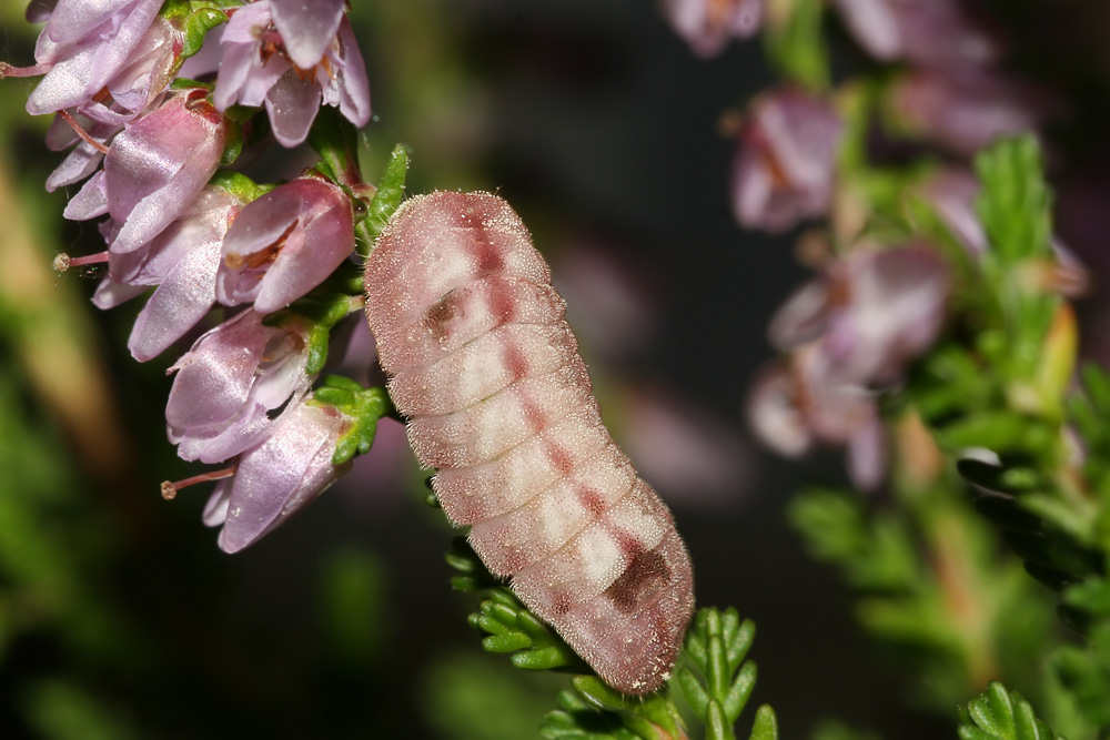 schoenbrunn_august_06_celastrina_argiolus_raupe_tagfalter_002_kopie_157.jpg