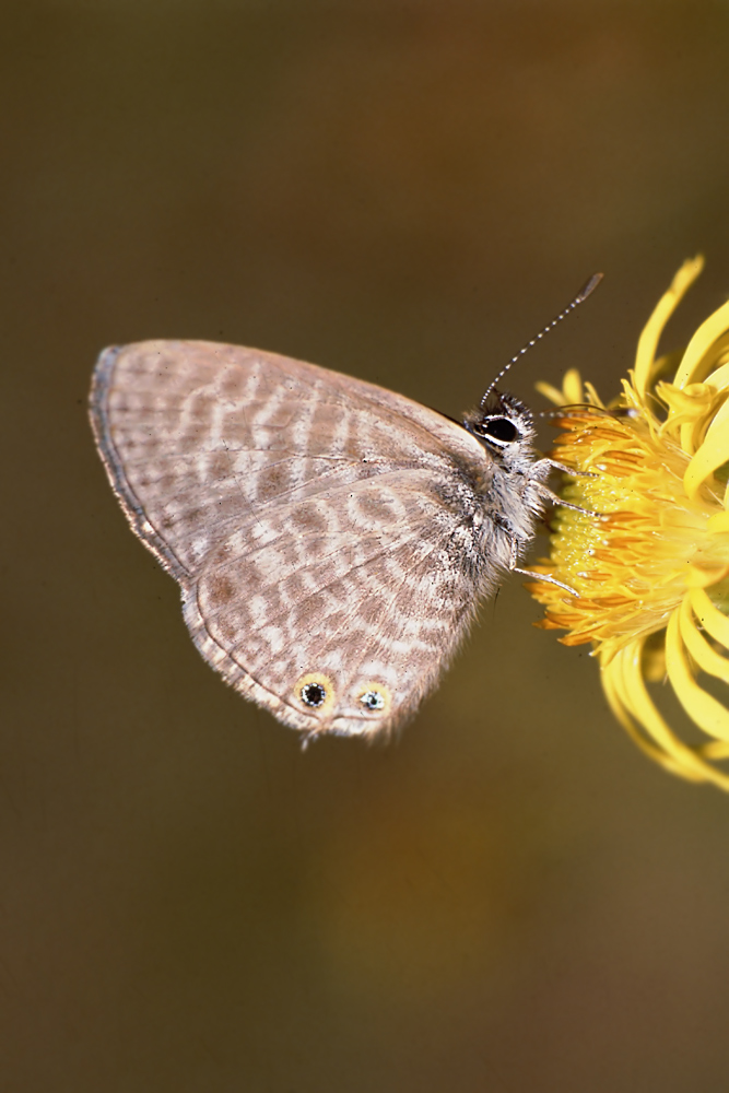 leptotes_pirithous_kleiner_wanderblaeuling_161.jpg