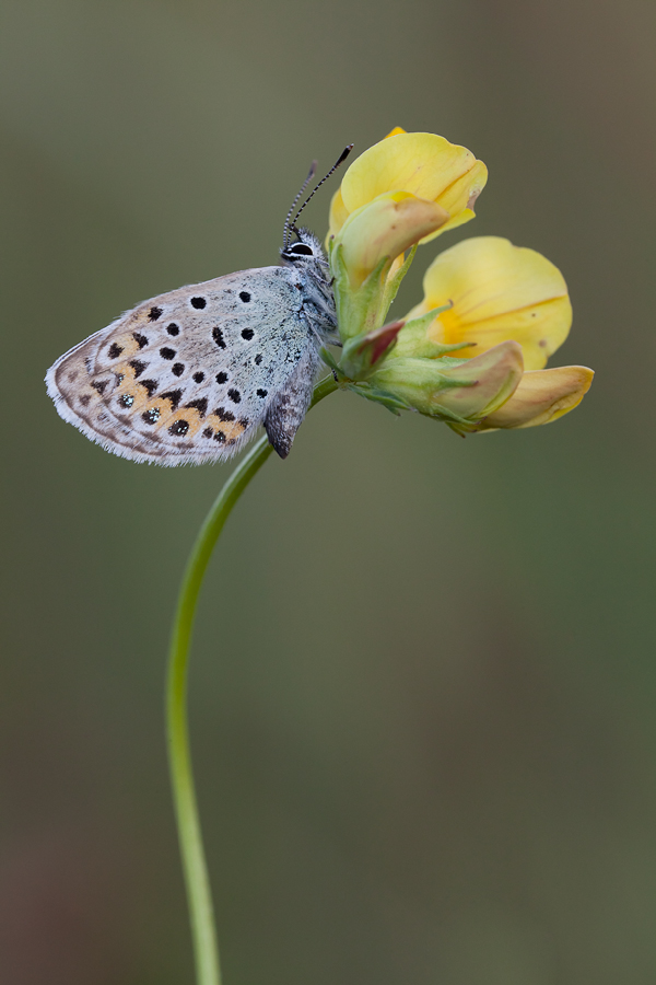 20110827_idas_blaeuling_plebejus_idas_138.jpg