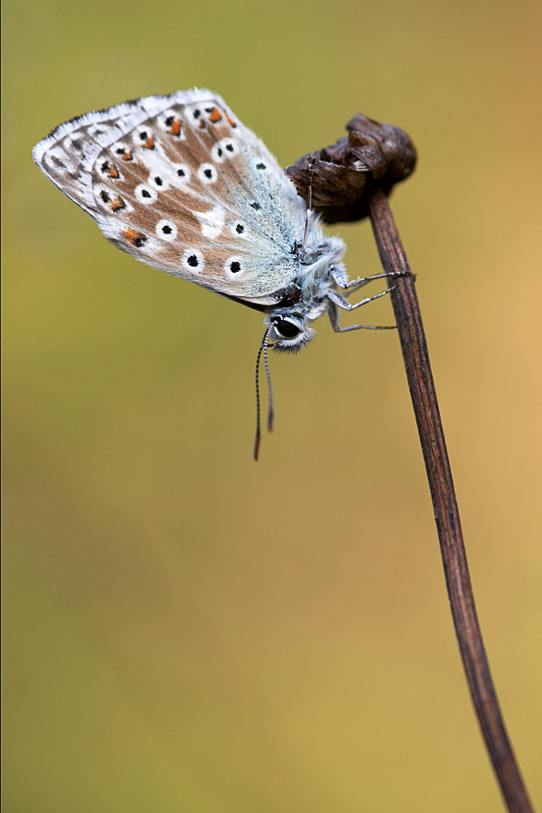 silbergruener_seite_208.jpg