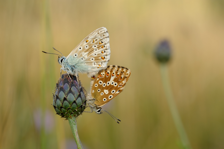 polyommatus_coridon_kopula_985.jpg