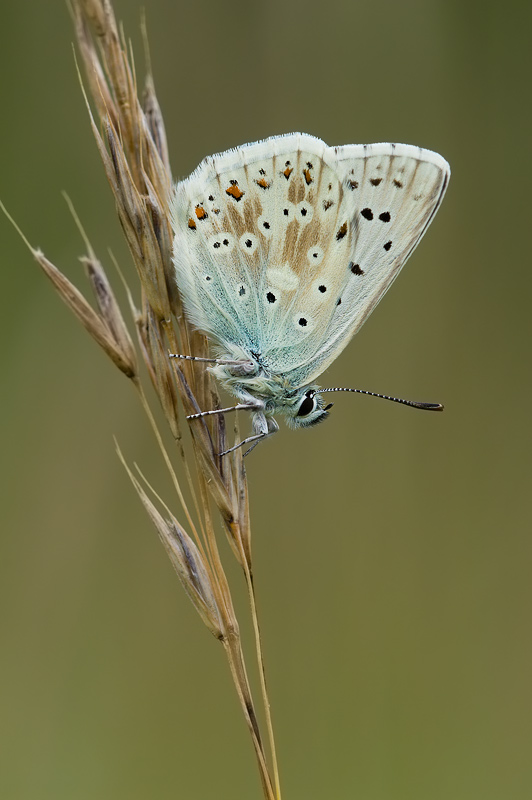 polyommatus_coridon_180.jpg