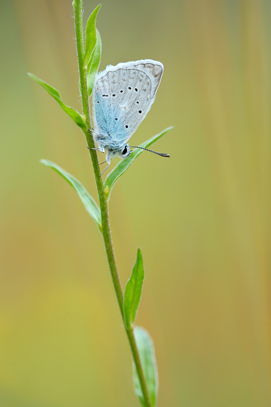 polyommatus_daphnis_m_839.jpg