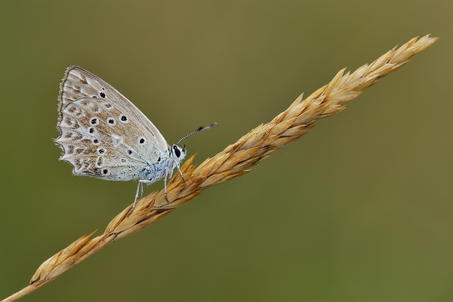 polyommatus_daphnis_ii_117.jpg