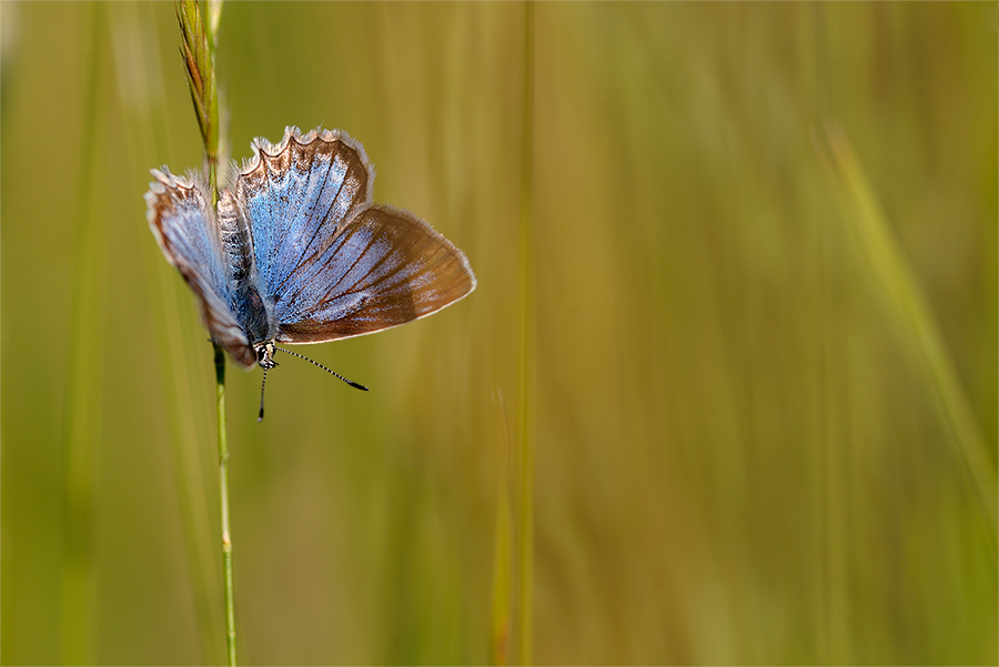 polyommatus_daphnis_open_s_138.jpg