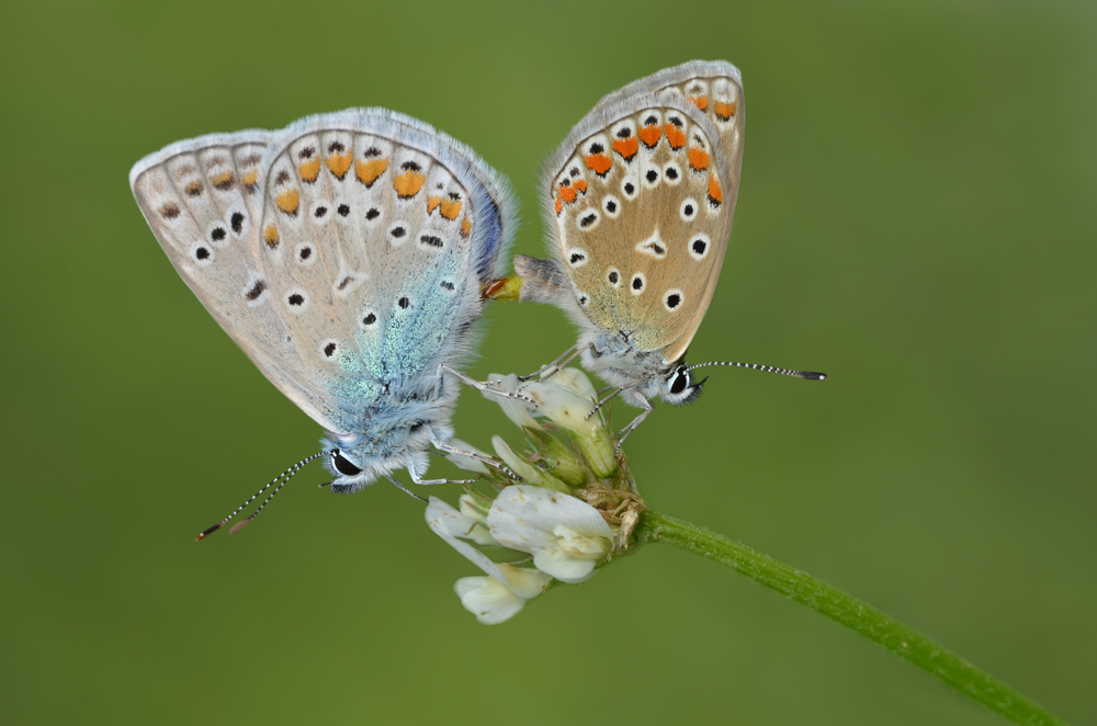 polyommatus_icarus_hauhechelblaeuling_2011_paarung_90_bearbeitet_1_365.jpg