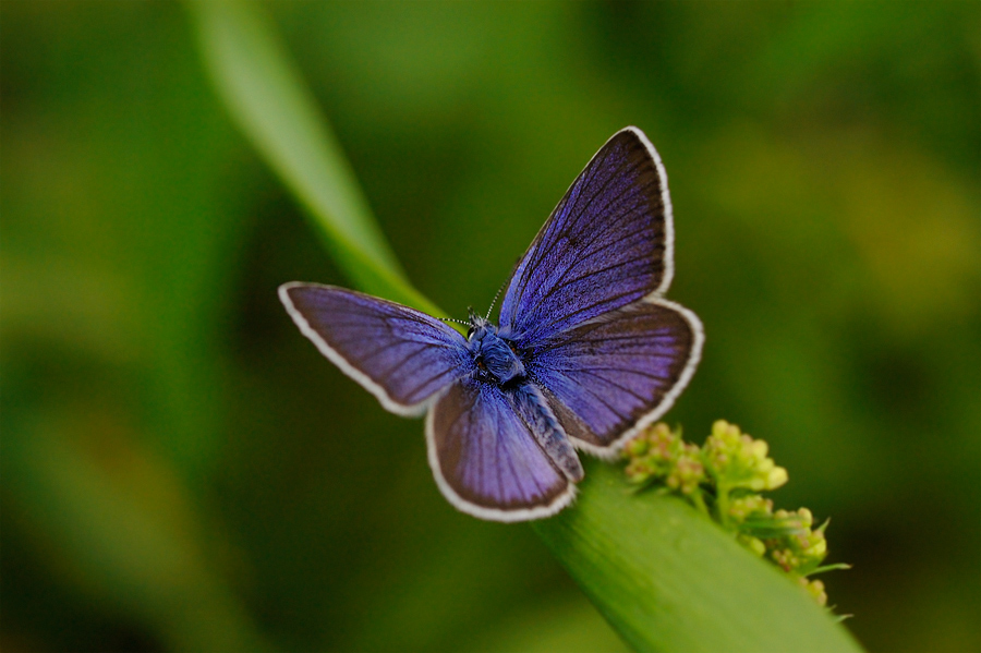 polyommatus_semiargus_s_183.jpg