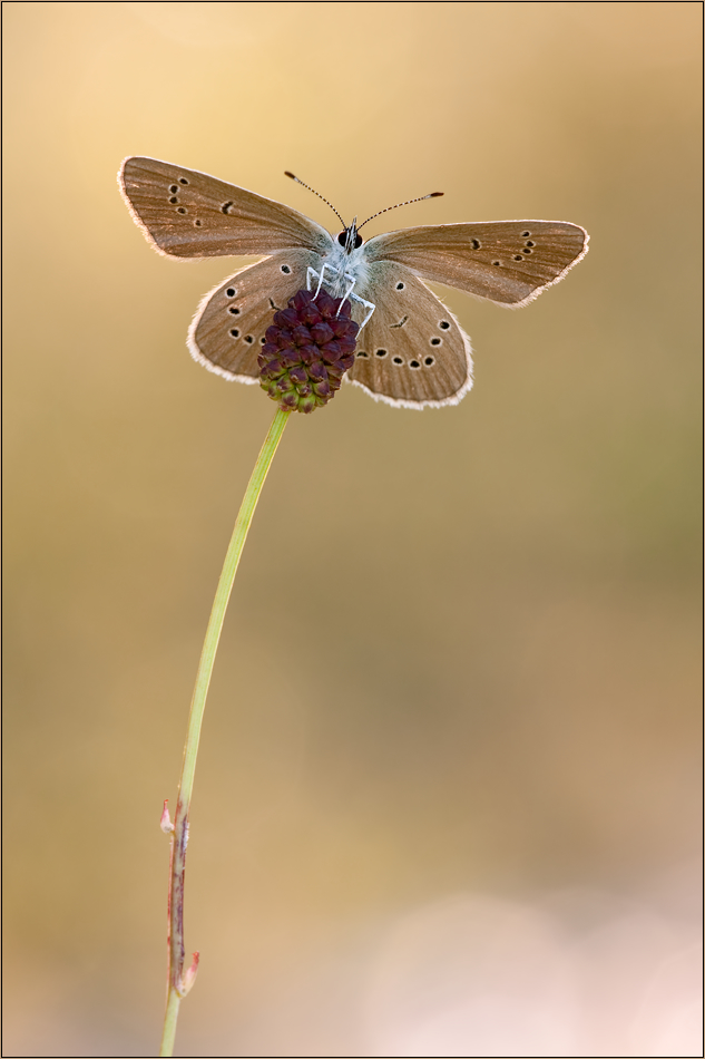 polyommatus_semiargus_rotklee_blaeuling_w2_424.jpg