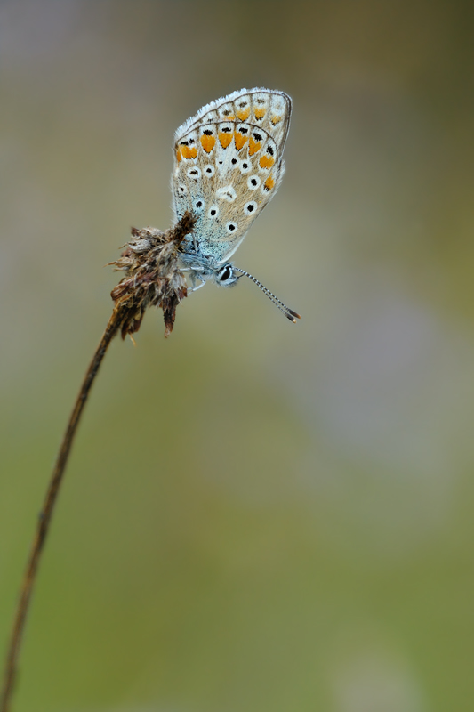 polyommatus_thersites_iii_826.jpg