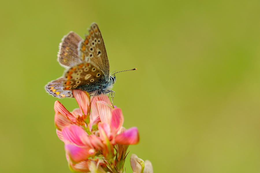 polyommatus_thersites_female_2005_159.jpg