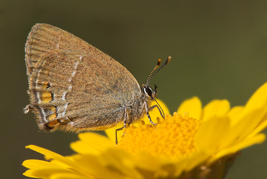 satyrium_acaciae__kleiner_schlehenzipfelfalter_460.jpg