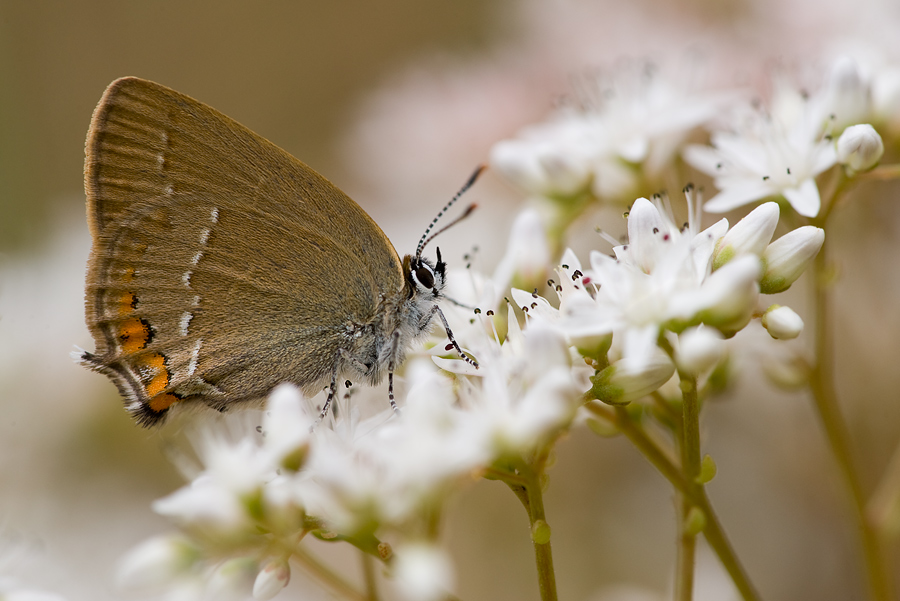 satyrium_acaciae_696.jpg
