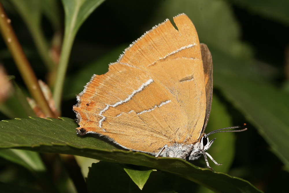 schoenbrunn_september_06_thecla_betulae_tagfalter_002_kopie_341.jpg