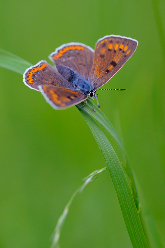 lycaena_alciphron_s_240.jpg