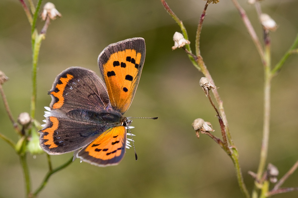 schmetterling_37_802.jpg