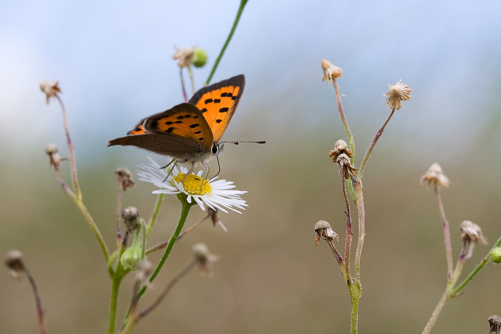 schmetterling_35_661.jpg