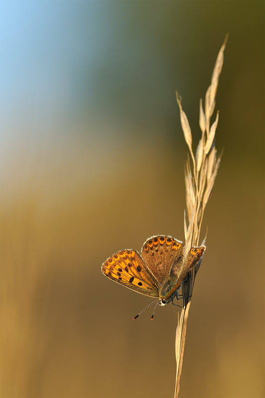 lycaena_tityrus_sun_213~0.jpg