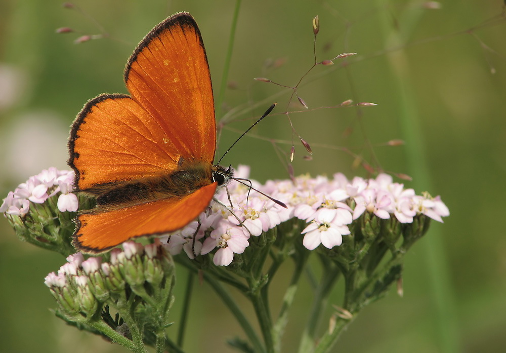 lycaena_virgaureae__dukatenfalter__maennchen_152.jpg