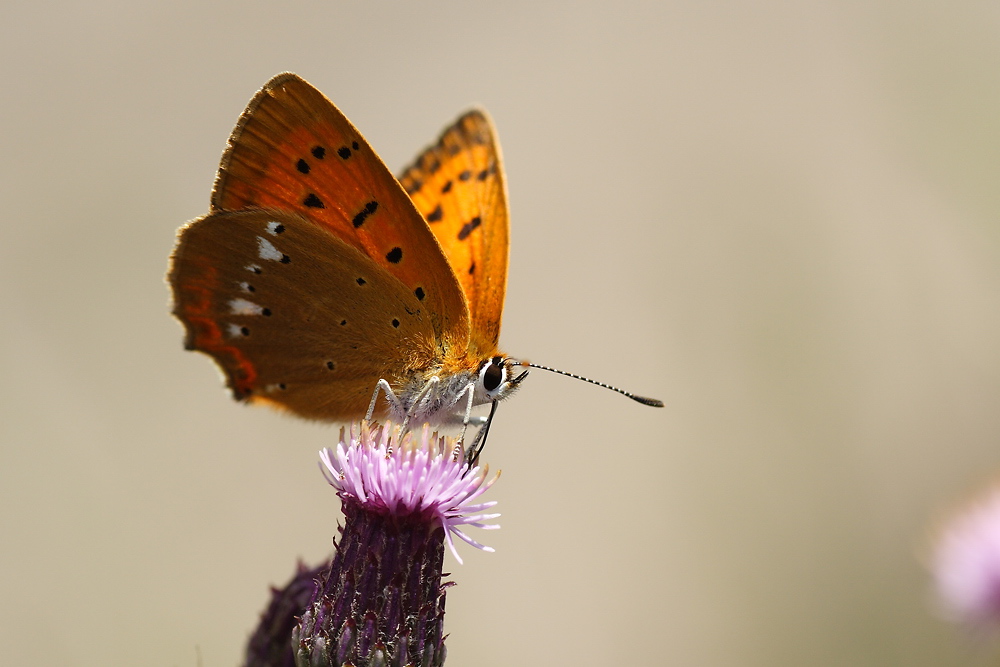 lycaena_virgaureae_dukatenfalter_weibchen_161.jpg