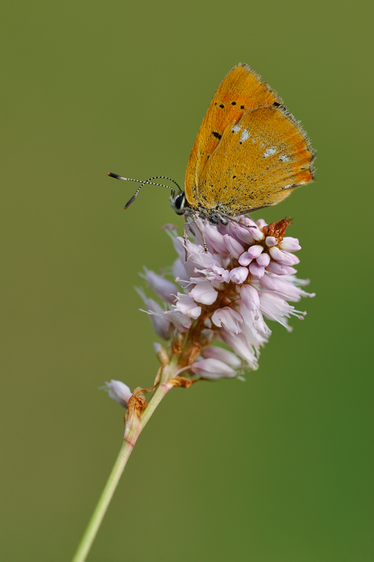 lycaena_virgaureae_627.jpg