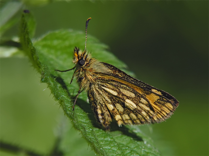 ts_carterocephalus_silvicolus_01_707.jpg