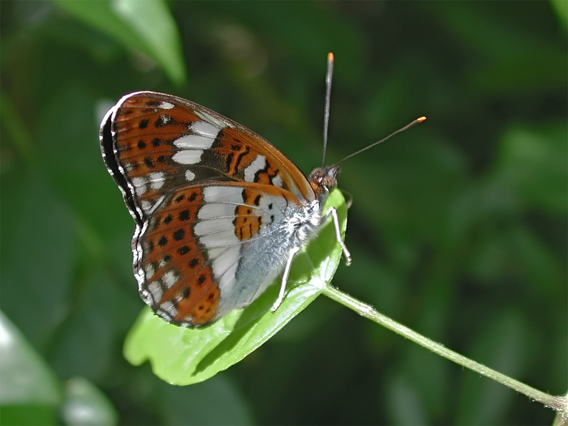 ts_limenitis_camilla_03_147.jpg