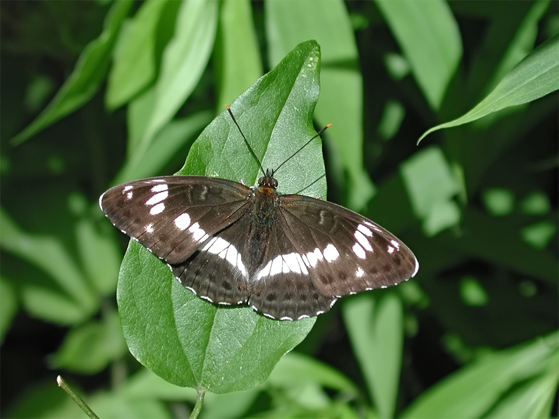 ts_limenitis_camilla_01_788.jpg