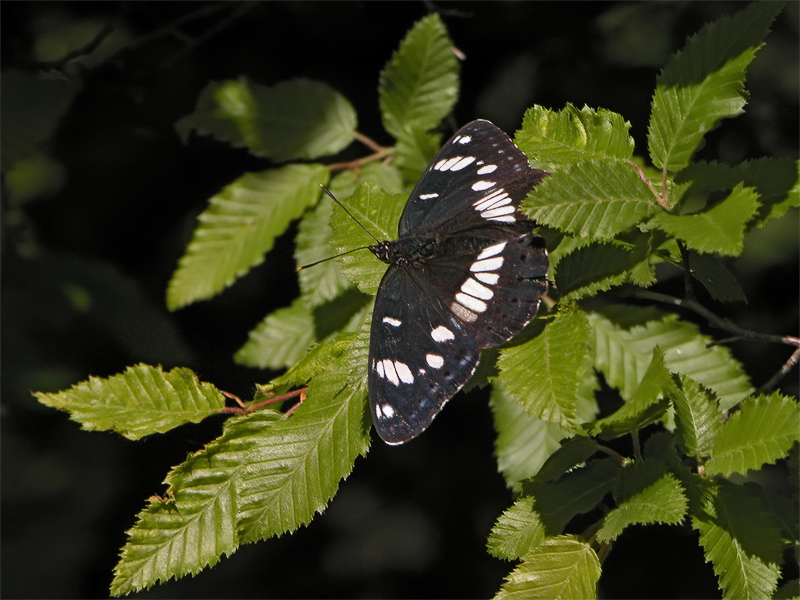 ts_limenitis_reducta_01_962.jpg