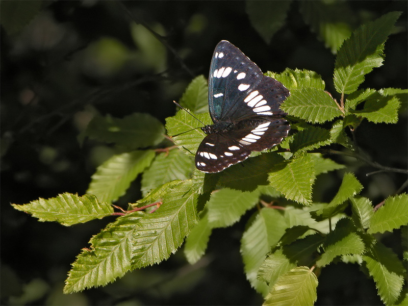 ts_limenitis_reducta_02_112.jpg