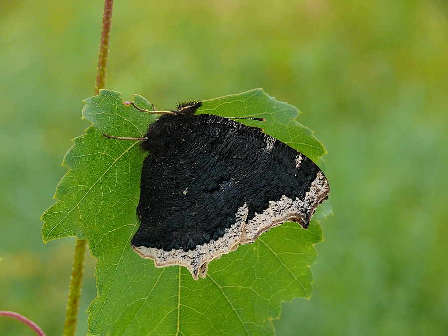 nymphalis_antiopa_trauermantel_3_116.jpg