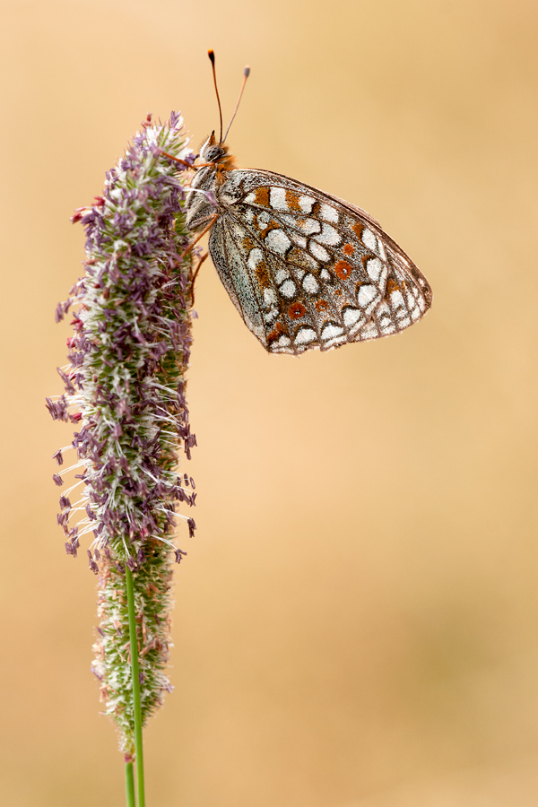 20110731_mittlerer_perlmuttfalter_169.jpg