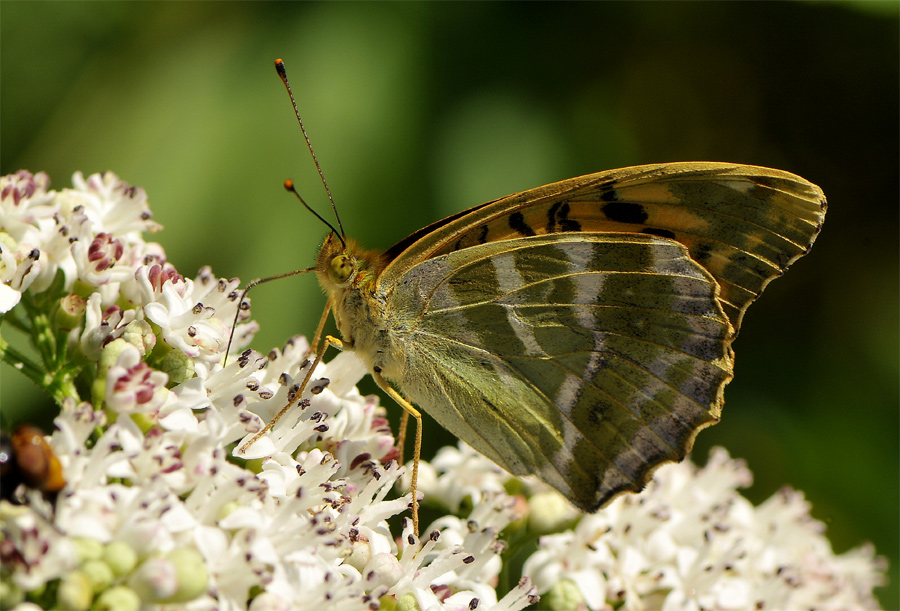 argynnis_paphia__kaisermantel_266.jpg