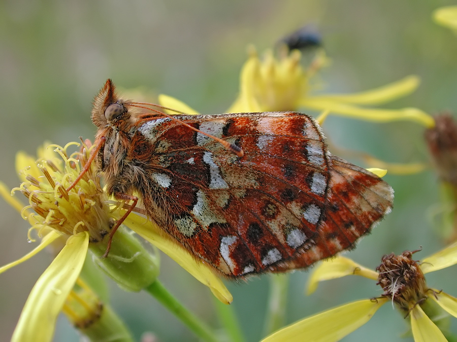 boloria_aquilonaris_1_521.jpg